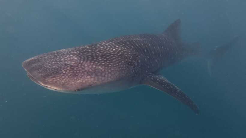 Cebu Oslob Whaleshark, Moalboal Sardines Run&Inambakan Falls - Is $108 a fair price?