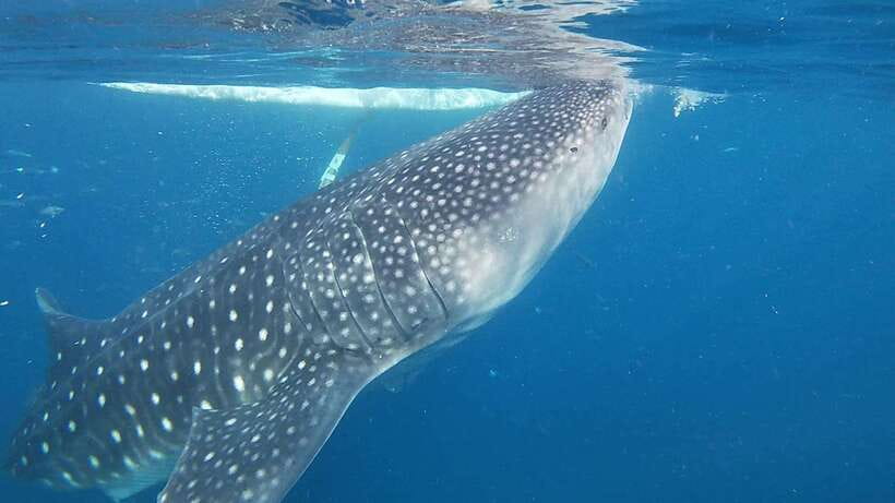 Cebu: Oslob Whaleshark & Sardines Run Snorkeling Day Tour - Key points to know before booking