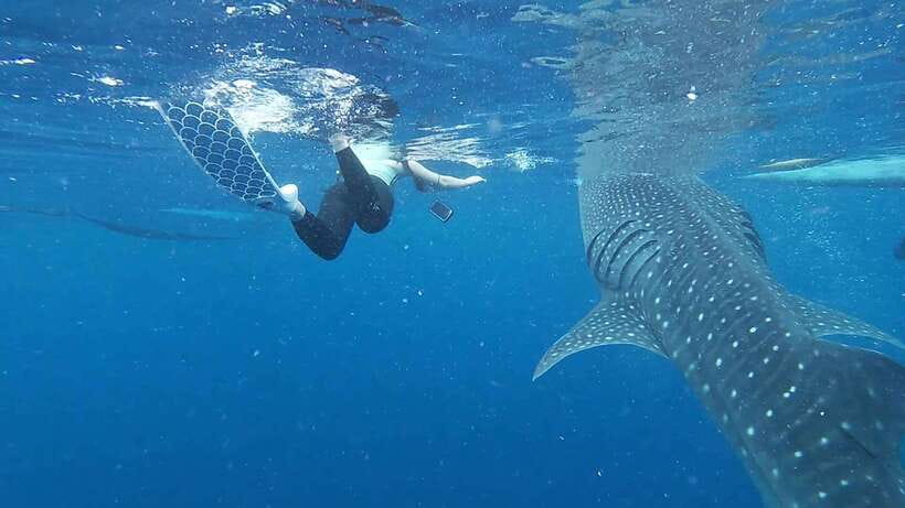 Cebu: Oslob Whaleshark & Sardines Run Snorkeling Day Tour - Who should book this experience