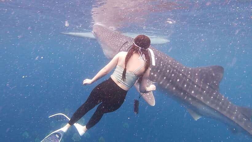Cebu: Oslob Whaleshark & Sardines Run Snorkeling Day Tour - The long southern Cebu ride to Moalboal