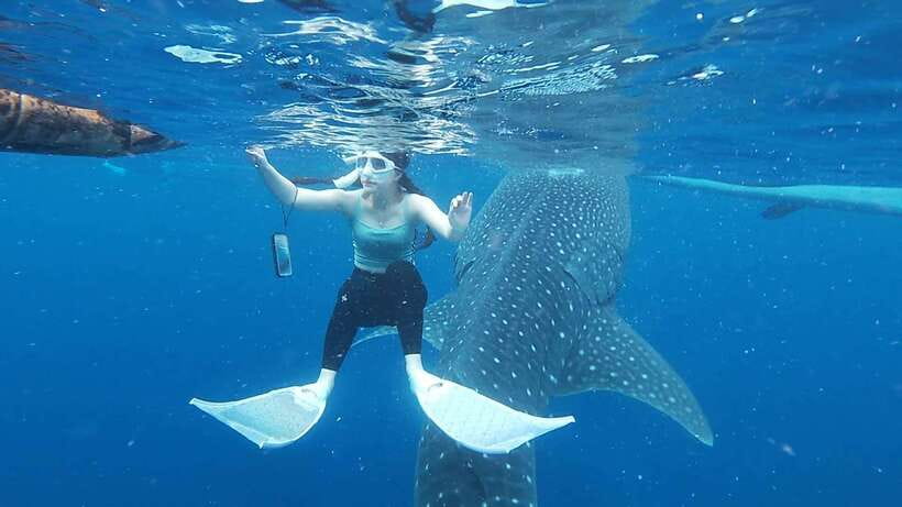 Cebu: Oslob Whaleshark & Sardines Run Snorkeling Day Tour - Looking for green and hawksbill turtles