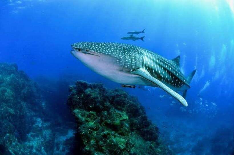 Cebu: Oslob Whaleshark Scuba Diving & Sumilon Sanctuary - Key points at a glance