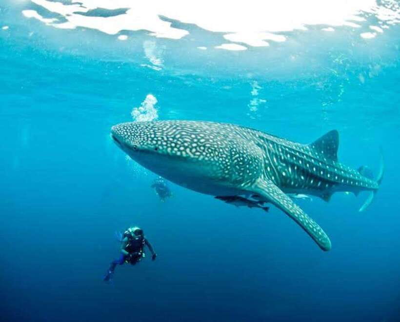 Cebu: Oslob Whaleshark Scuba Diving & Sumilon Sanctuary - Booking details that matter