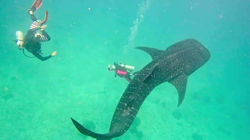 Cebu: Oslob Whaleshark Scuba Diving & Sumilon Sanctuary - Meeting the whale sharks off Oslob