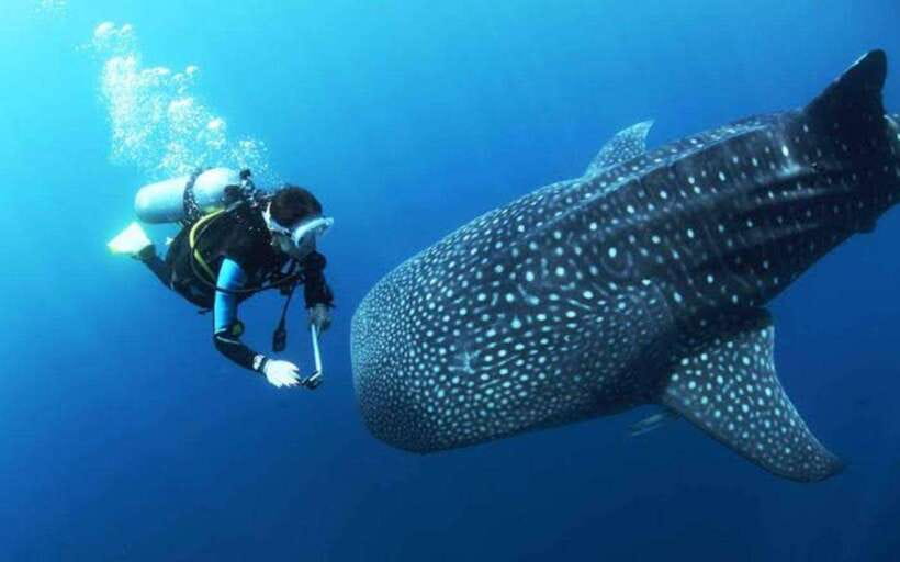 Cebu: Oslob Whaleshark Scuba Diving & Sumilon Sanctuary - Crossing to Sumilon Island