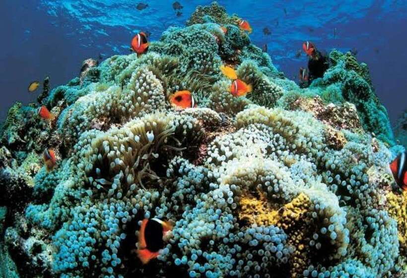 Cebu: Oslob Whaleshark Scuba Diving & Sumilon Sanctuary - Equipment, instructors, and photographs