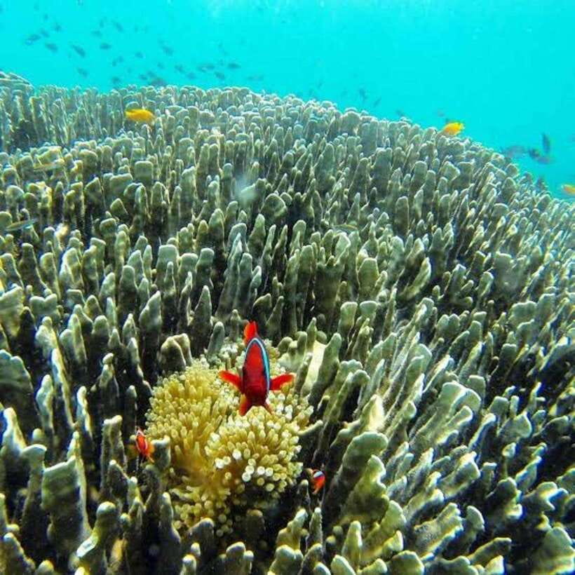 Cebu: Oslob Whaleshark Scuba Diving & Sumilon Sanctuary - Who should book this Cebu experience?