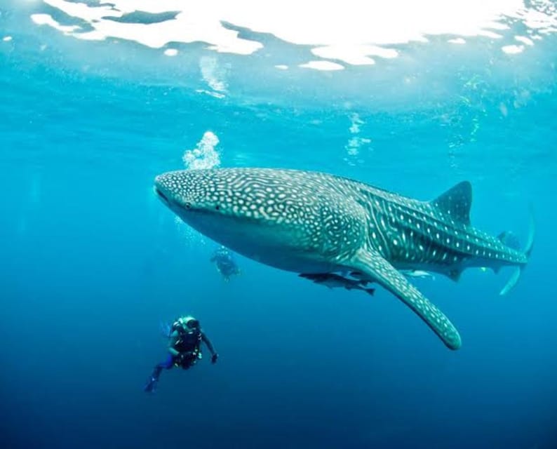 Cebu: Oslob Whaleshark Scuba Diving & Sumilon Sanctuary - What to pack for a smoother day