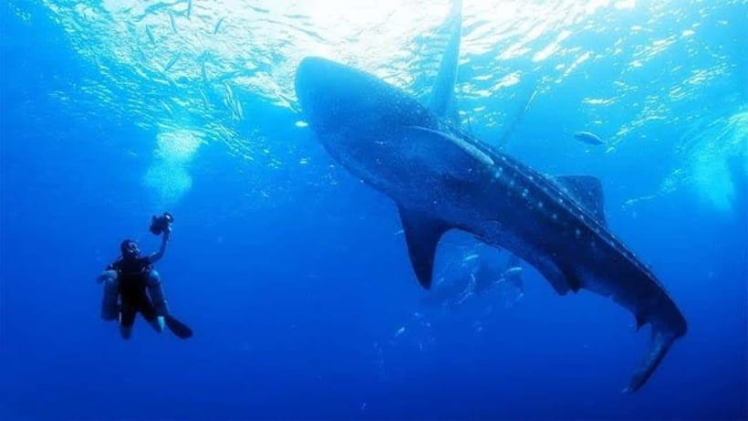 Cebu: Oslob Whaleshark Scuba Diving & Sumilon Sanctuary - What the first morning looks like