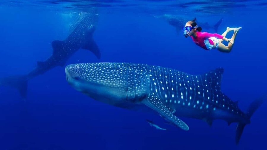 Cebu Oslob Whaleshark, Tumalog Falls&Sumilon Island(Private) - Key points to know before booking