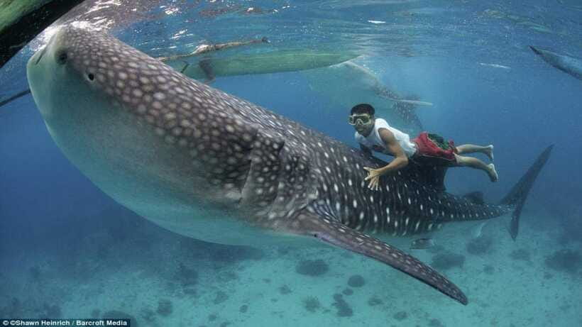 Cebu Oslob Whaleshark, Tumalog Falls&Sumilon Island(Private) - The optional Carcar lechon stop