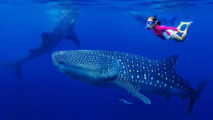 Cebu Oslob Whaleshark, Tumalog Falls&Sumilon Island(Private) - Practical packing advice for the water