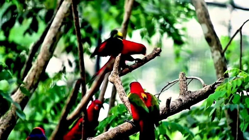 Cebu Safari & Adventure Park: Wildlife Tour with Transfers - Key points before you book