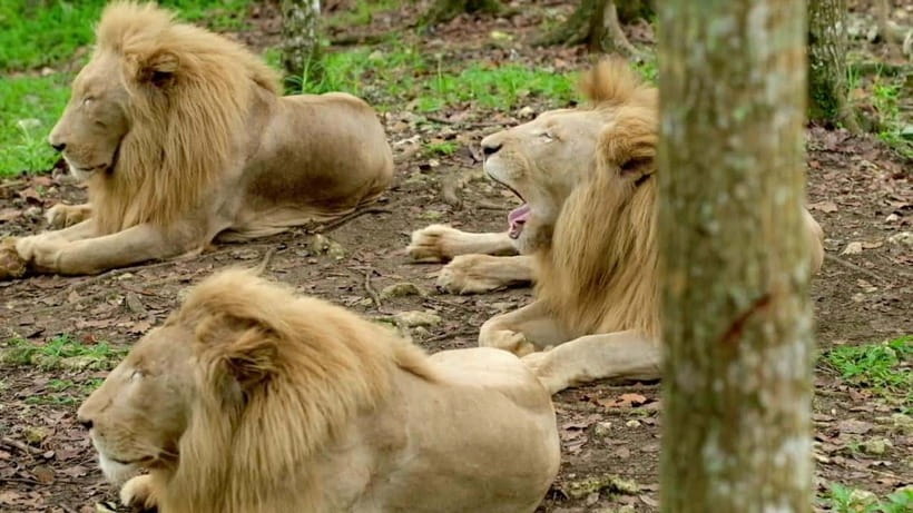 Cebu Safari & Adventure Park: Wildlife Tour with Transfers - Who will enjoy this Cebu day trip?