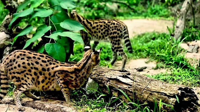 Cebu Safari & Adventure Park: Wildlife Tour with Transfers - Giraffes, zebras, lions, and open animal zones