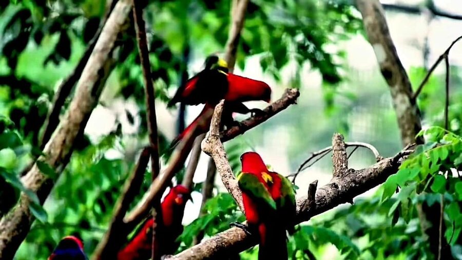 Cebu Safari & Adventure Park: Wildlife Tour with Transfers - Shows and conservation talks