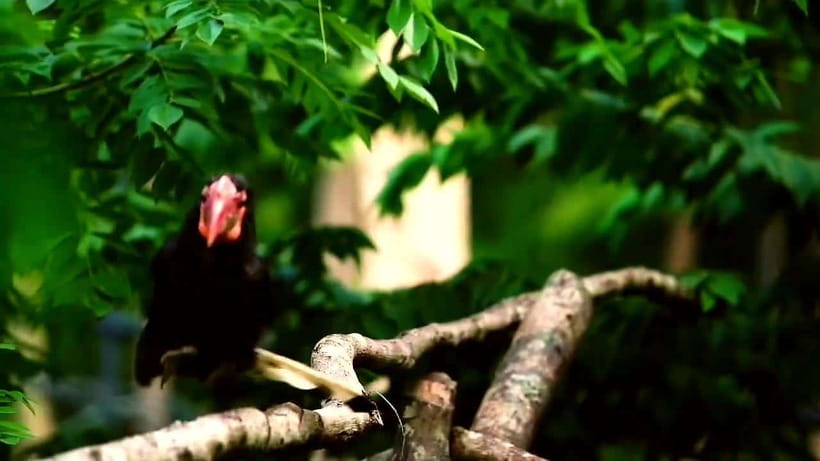 Cebu Safari & Adventure Park: Wildlife Tour with Transfers - How much value do you get for $103?