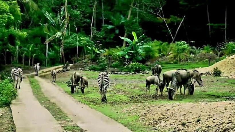 Cebu Safari & Adventure Park: Wildlife Tour with Transfers - The walking and shuttle question
