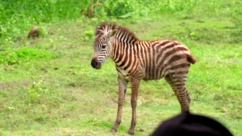 Cebu Safari & Adventure Park: Wildlife Tour with Transfers - Timing your start without wasting an hour