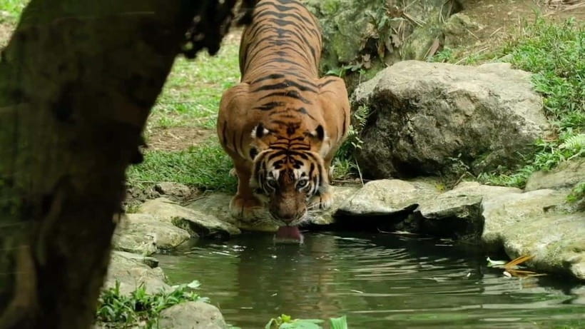 Cebu Safari & Adventure Park: Wildlife Tour with Transfers - Arriving at the Philippines’ largest safari park
