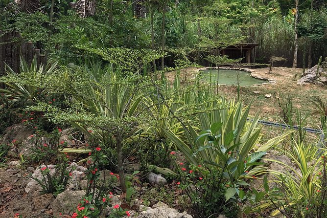 Cebu Safari and Adventure Park - Bengal tigers: plan around the clock