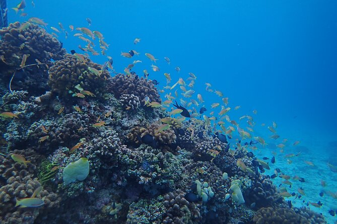 Cebu: Scuba Diving Experience beach entry in Mactan - What happens before you enter the water