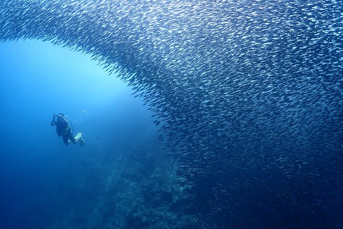 Cebu: Scuba Diving Experience beach entry in Mactan - Transport, timing, and what the $45 covers