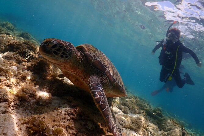 Cebu: Scuba Diving Experience beach entry in Mactan - The 1-meter practice session