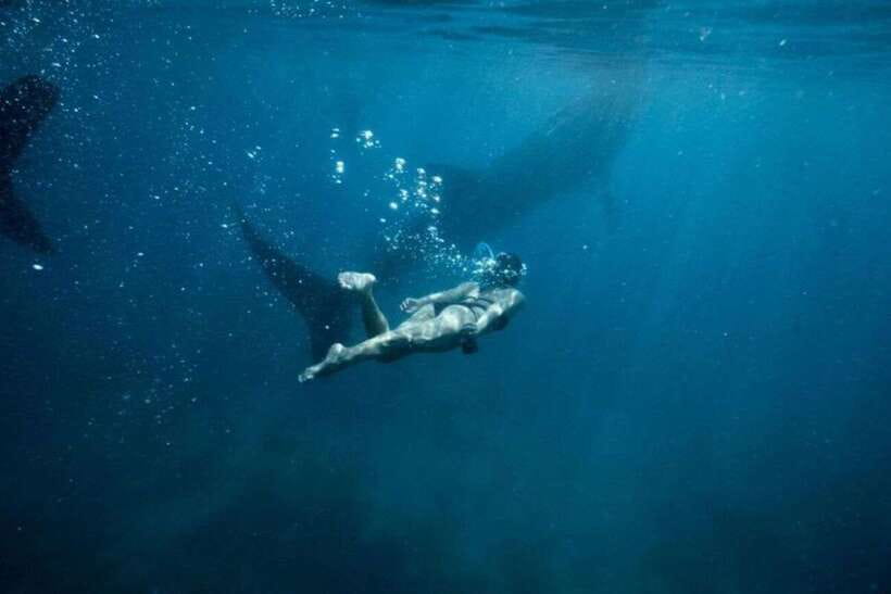 Cebu: Sumilon Sand Bar, Whale Sharks & Sardines Snorkeling - Key points to know before booking