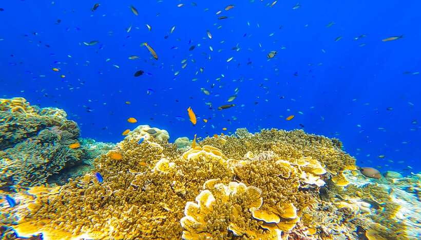 Cebu: Sumilon Sand Bar, Whale Sharks & Sardines Snorkeling - Sumilon Island gives the day a breather