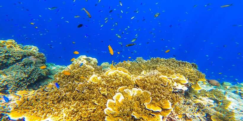 Cebu: Sumilon Sand Bar, Whale Sharks & Sardines Snorkeling - What to pack for three water stops