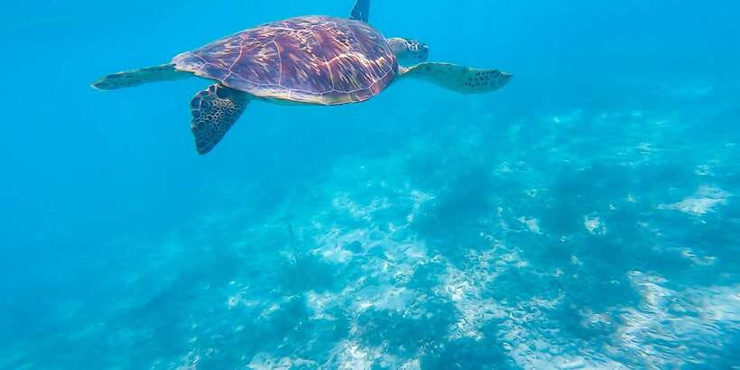 Cebu: Sumilon Sand Bar, Whale Sharks & Sardines Snorkeling - Who will enjoy this tour most
