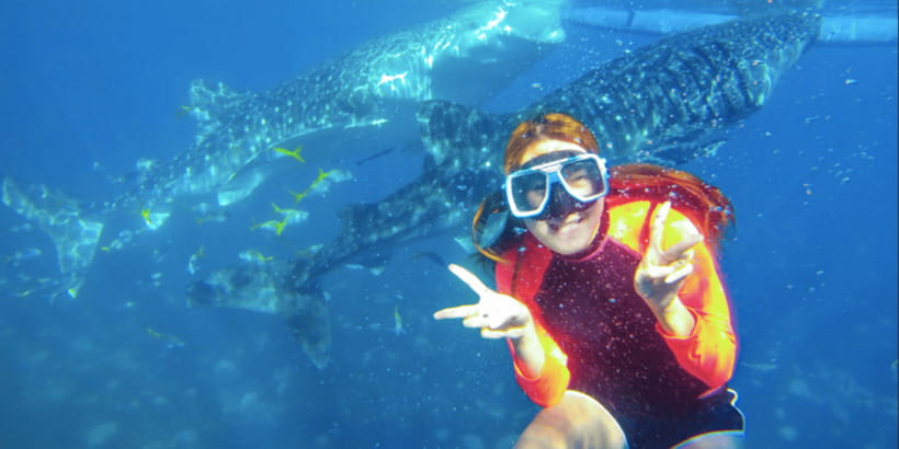 Cebu: Sumilon Sand Bar, Whale Sharks & Sardines Snorkeling - Should you book the whale shark, Sumilon, and sardine tour?