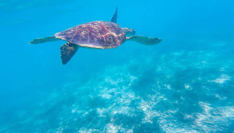 Cebu: Sumilon Sand Bar, Whale Sharks & Sardines Snorkeling - Oslob whale sharks require an early start