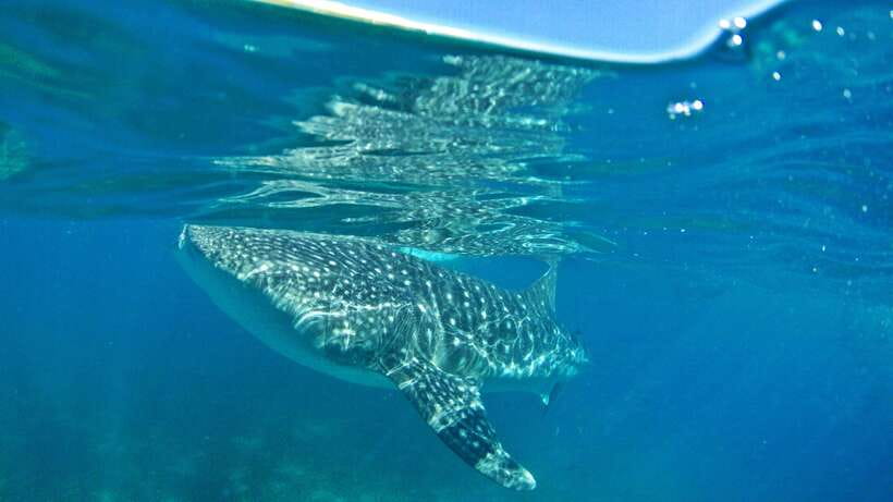 Cebu: Whale Shark Encounter and Kawasan Canyoneering - Why this Cebu pairing works so well