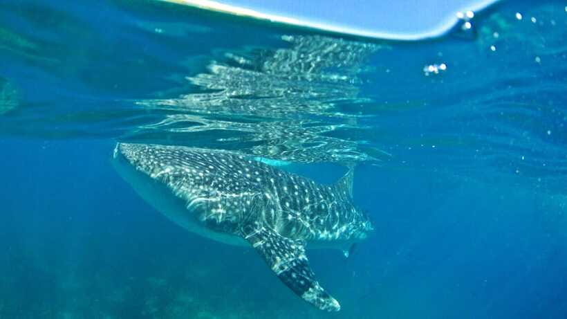 Cebu: Whale Shark Encounter and Kawasan Canyoneering - Transport from Cebu City or Mactan Island