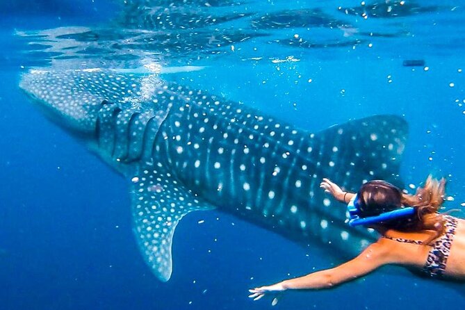 Cebu Whale Shark Encounter, Moalboal Sardines & Tumalog Falls - A packed southern Cebu route from 4:00 am