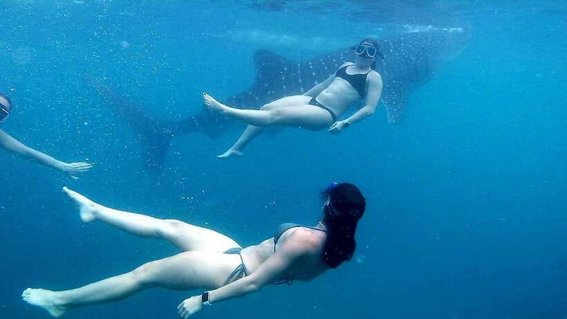 Cebu: Whale Shark, Inambakan Falls & Moalboal Sardine Tour - Swimming with whale sharks in Oslob