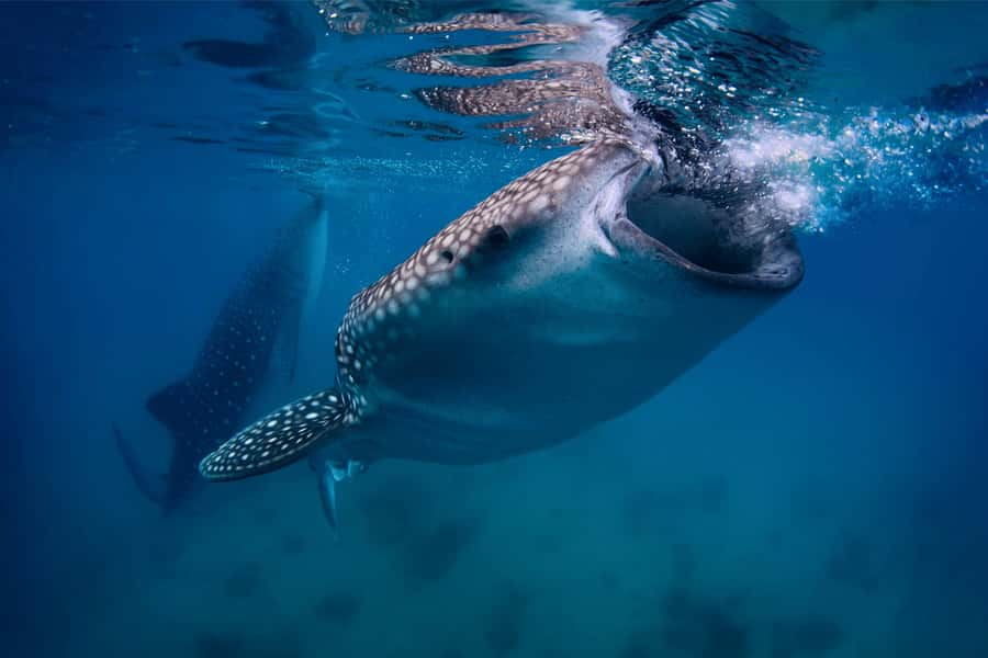 Cebu: Whale Shark, Monkey Sanctuary, & Moalboal Snorkel Tour - Key points to know before booking