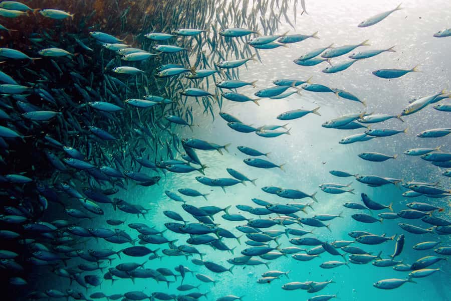 Cebu: Whale Shark, Monkey Sanctuary, & Moalboal Snorkel Tour - Why this Cebu day trip works for a short visit