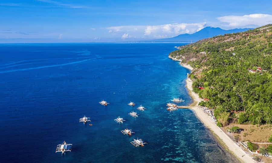 Cebu: Whale Shark, Monkey Sanctuary, & Moalboal Snorkel Tour - Food, coconut, and the useful break between activities