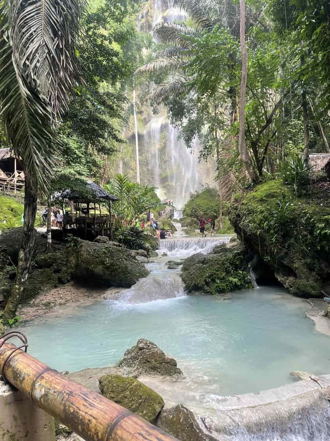 Cebu: Whale Shark, Monkey Sanctuary, & Moalboal Snorkel Tour - Feeding monkeys at the Oslob sanctuary