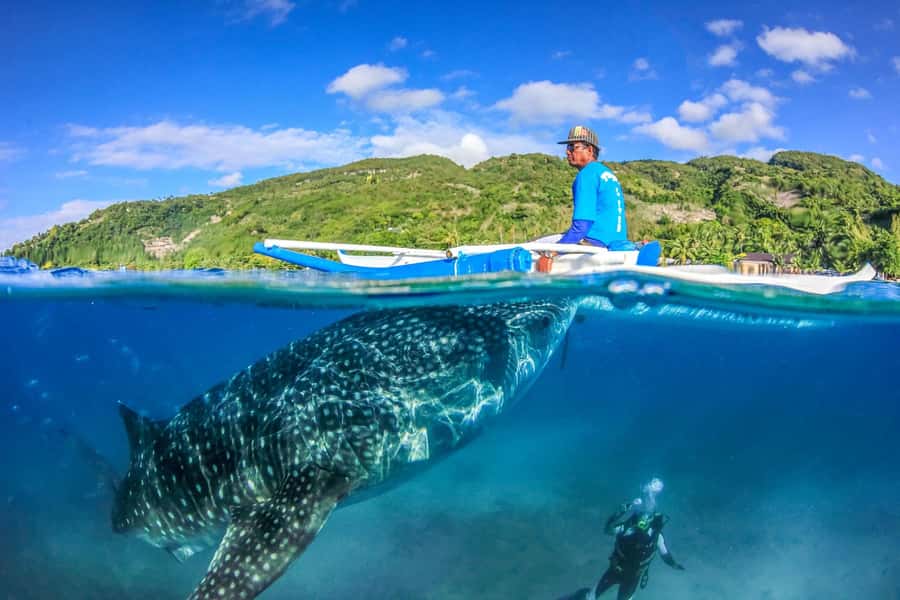 Cebu: Whale Shark, Monkey Sanctuary, & Moalboal Snorkel Tour - Moalboal’s sardine run and sea turtles