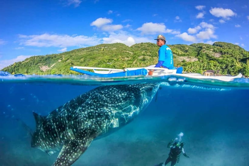 Cebu: Whale Shark, Monkey Sanctuary, & Moalboal Turtles Tour - Why this Cebu day trip packs in so much