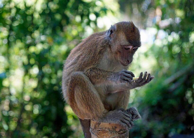 Cebu: Whale Shark, Monkey Sanctuary, & Moalboal Turtles Tour - The monkey sanctuary adds a welcome change of pace