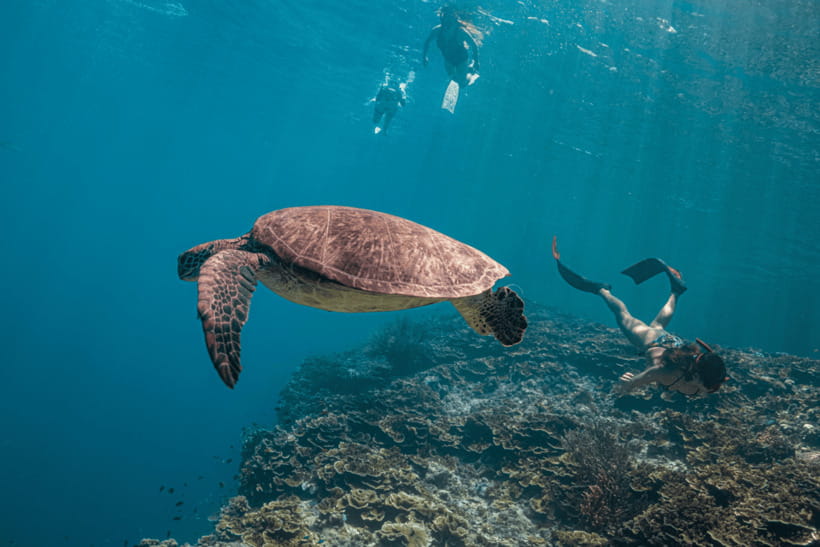 Cebu: Whale Shark, Monkey Sanctuary, & Moalboal Turtles Tour - Moalboal’s sardine run is the day’s great visual moment