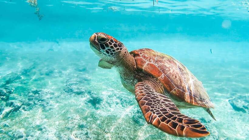 Cebu: Whale Shark, Monkey Sanctuary, & Moalboal Turtles Tour - Oslob whale sharks: an early start for a close encounter