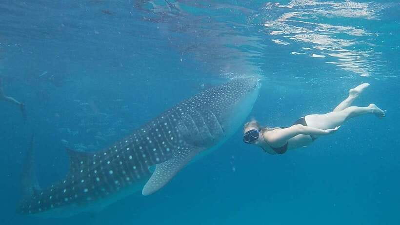 Cebu: Whale Shark, Monkey Sanctuary & Turtle Snorkeling Tour - Why this Cebu wildlife day works