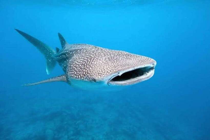 Cebu: Whale Shark, Monkey Sanctuary & Turtle Snorkeling Tour - Lunch and the move to Moalboal