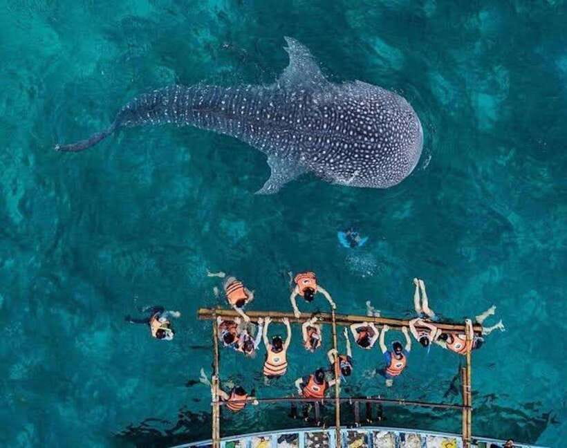 Cebu: Whale Shark, Monkey Sanctuary & Turtle Snorkeling Tour - Snorkeling with Moalboal turtles and sardines